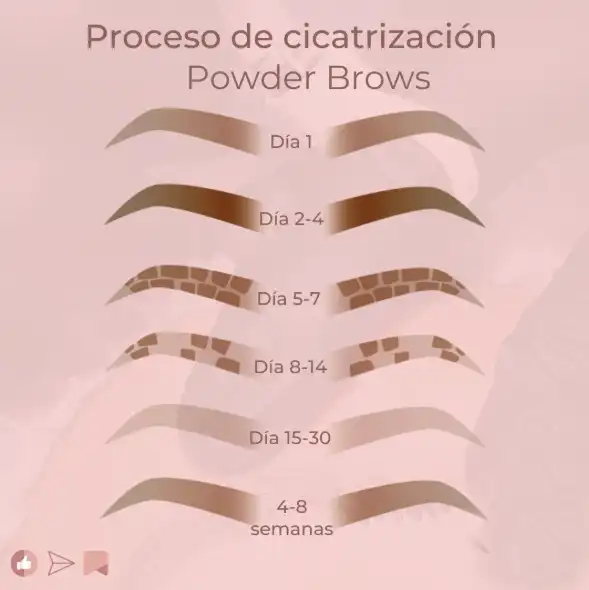 Proceso de cicatrización después de Powder Brows